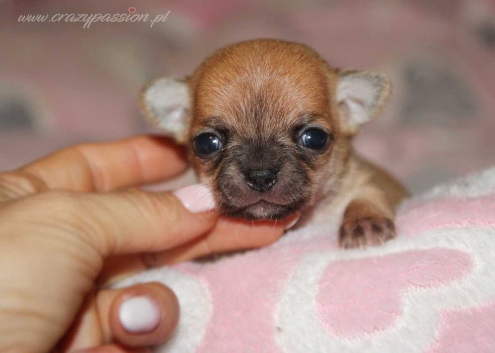 Miniaturka - sunia chihuahua krótkowłosa Crazy Passion FCI