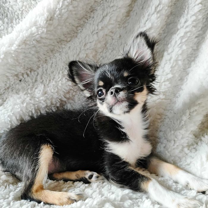 Sunia chihuahua ZKwP  FCI