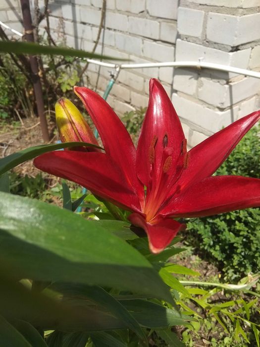 Рослини садові-камсис,лилии,коврик,хоста,климатис