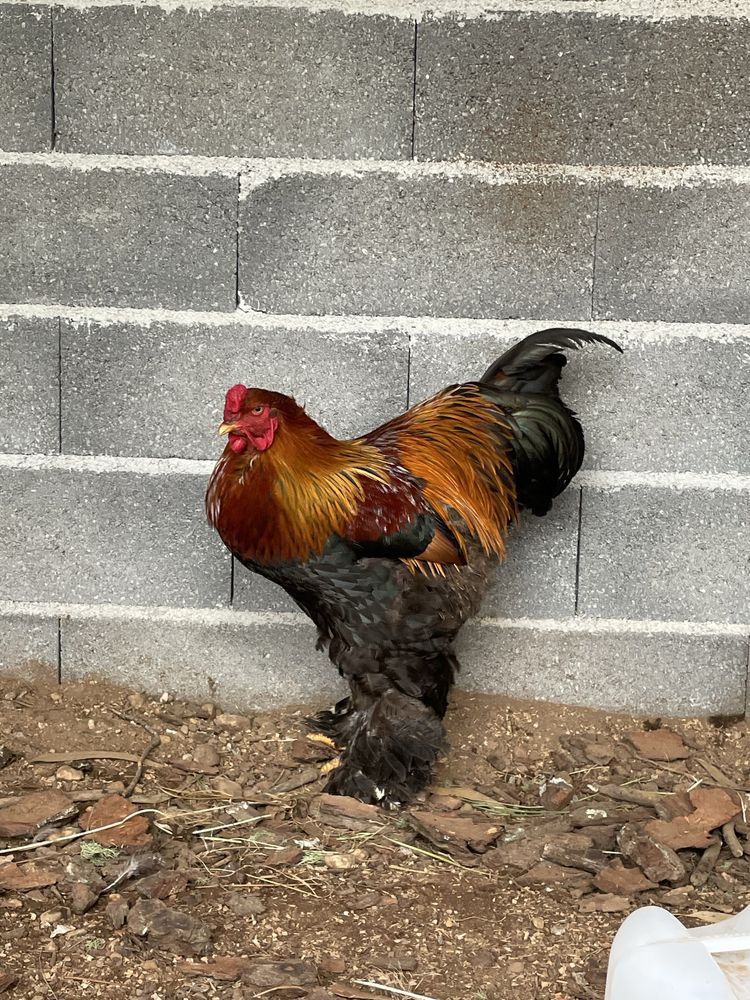 Excelente qualidade de ovos brahma