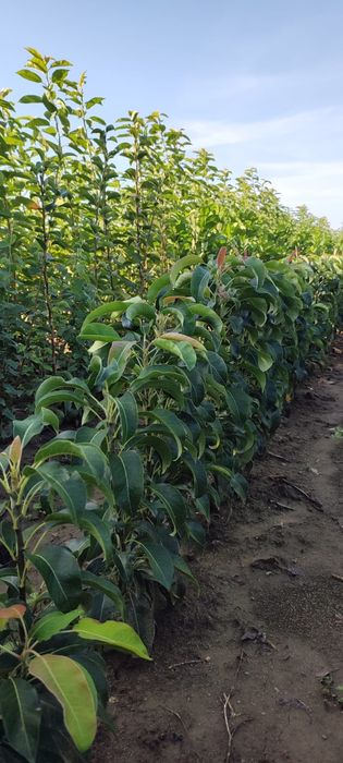 Саженцы плодовых деревьев