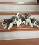 Beagle szczeniak pies
