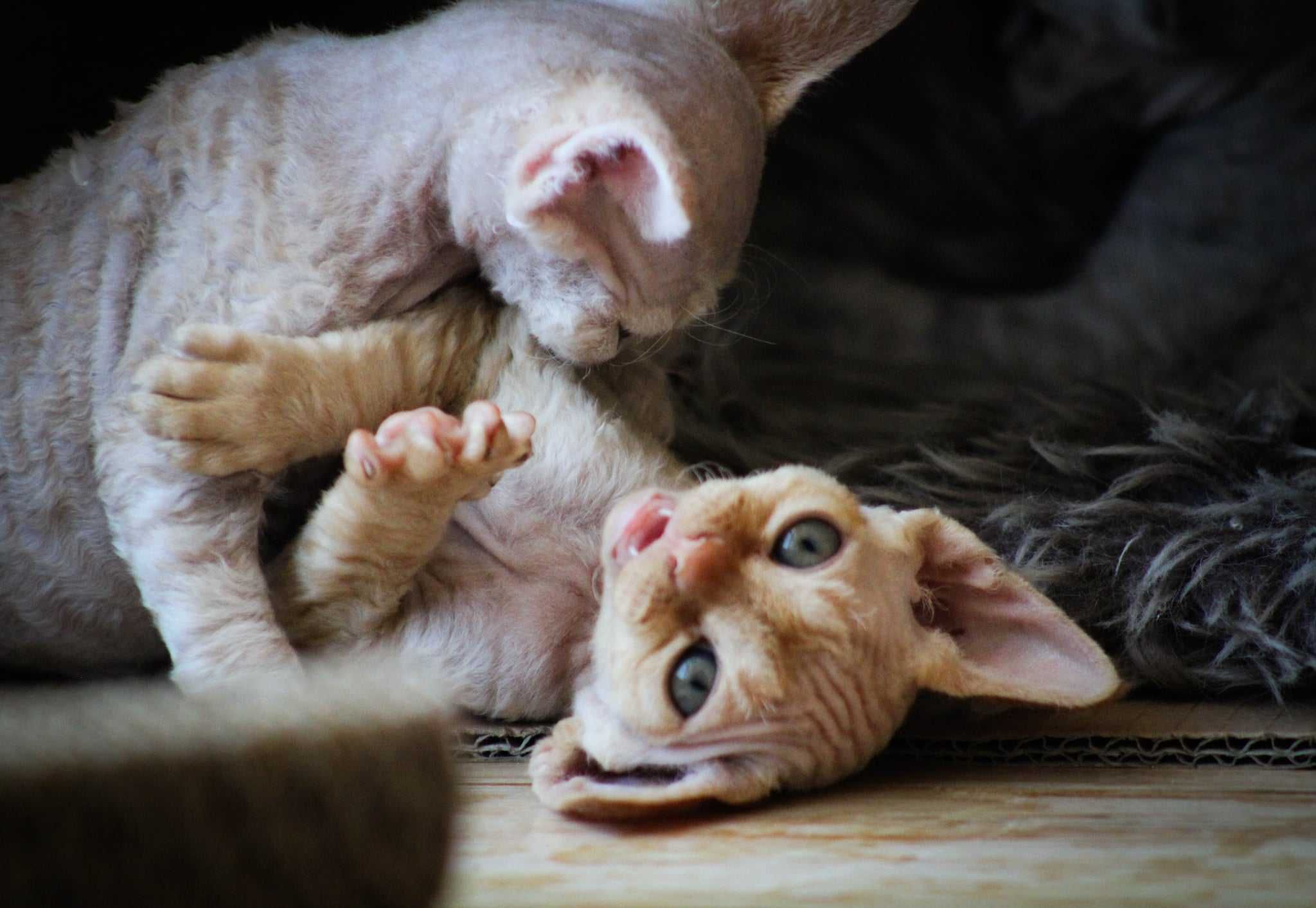 Devon rex rudy kocurek:) FPL
