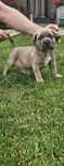 Cane Corso Pies Formentino Geny FCI