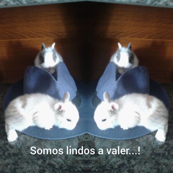 Coelhinhos anões