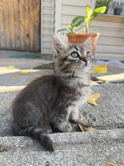 Котята в хорошие руки