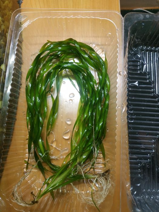 Рослини Акваріумні - Лімнобіум, Валіснерія, Мох , Роголисник