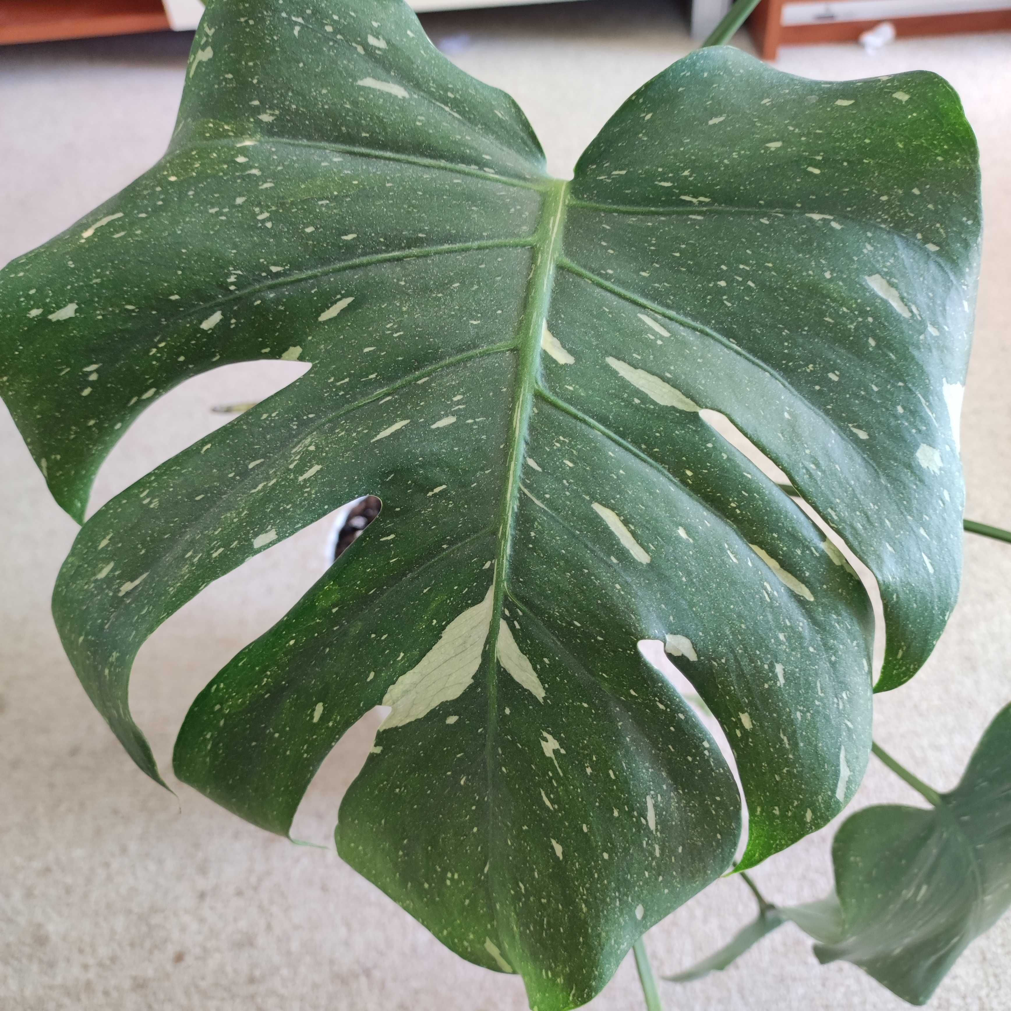 Monstera thai constellation cięty pęd