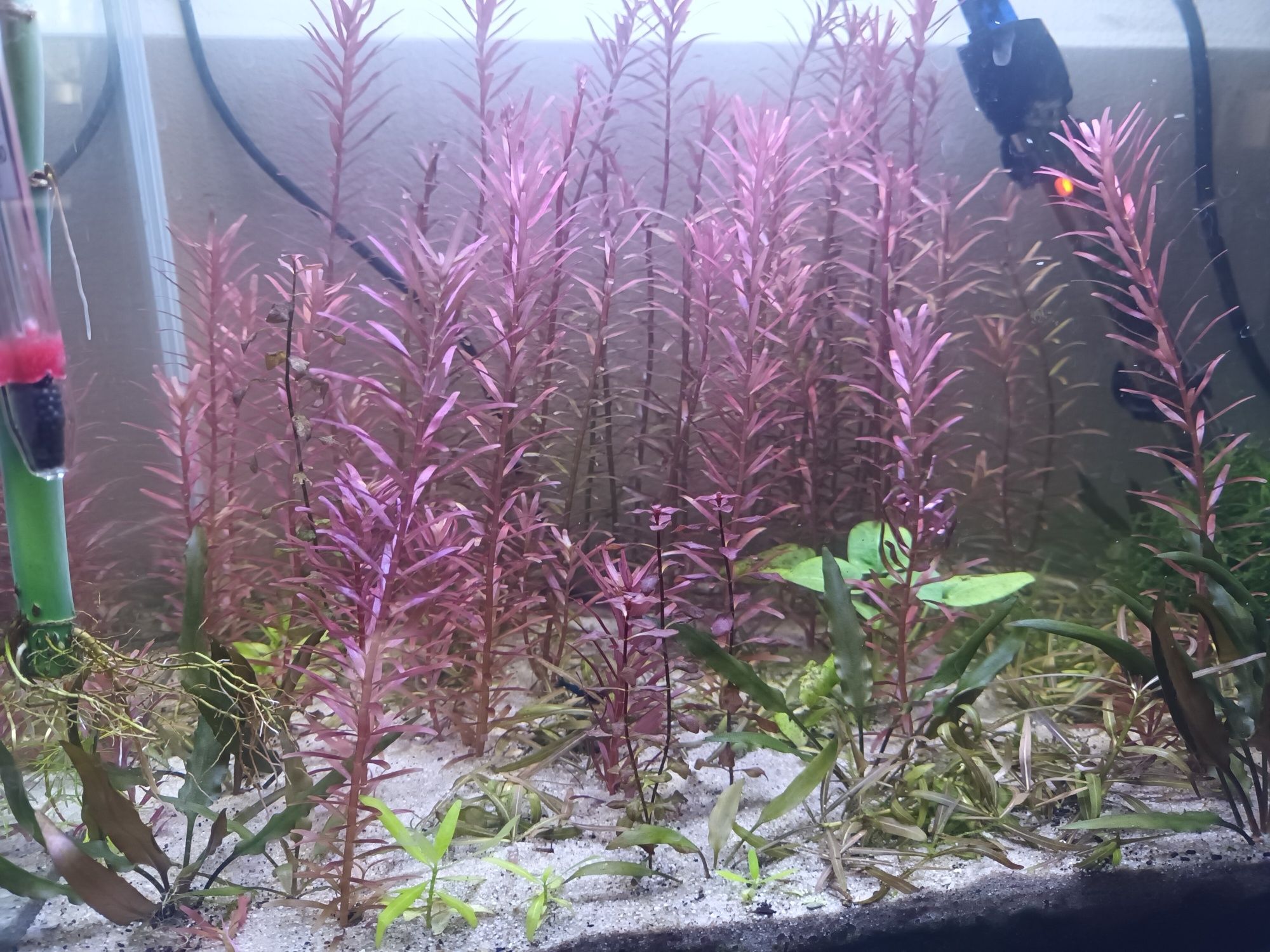 Varias plantas para aquário
