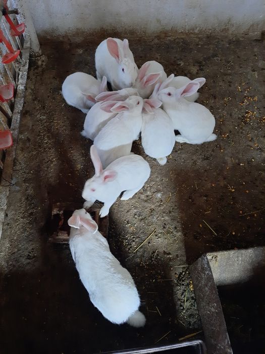 Кролі термонська біла