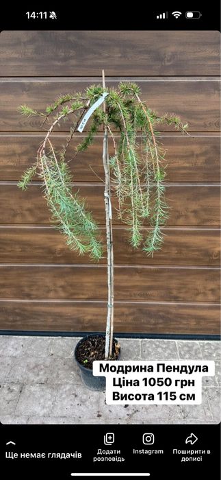 Модрина Larix Stiff Weeper Pendula Krejci Globus American Pie