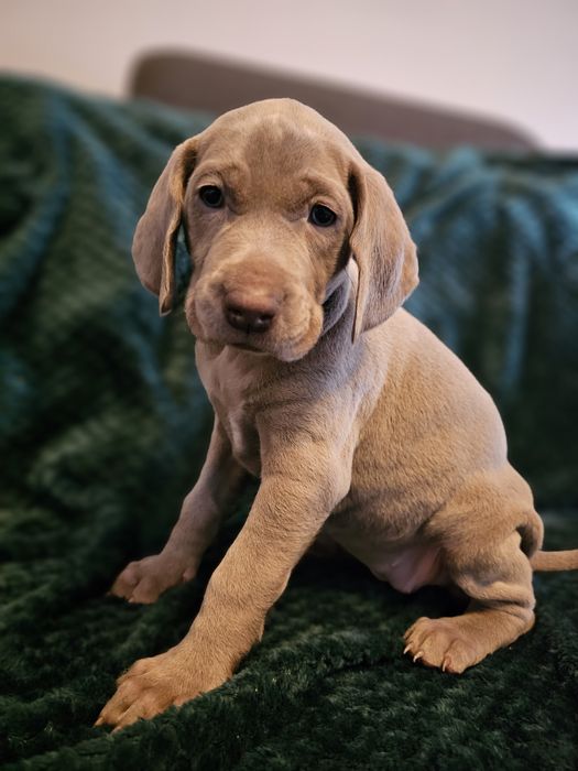 Wyżeł Weimarski Krótkowłosy/Rodowód