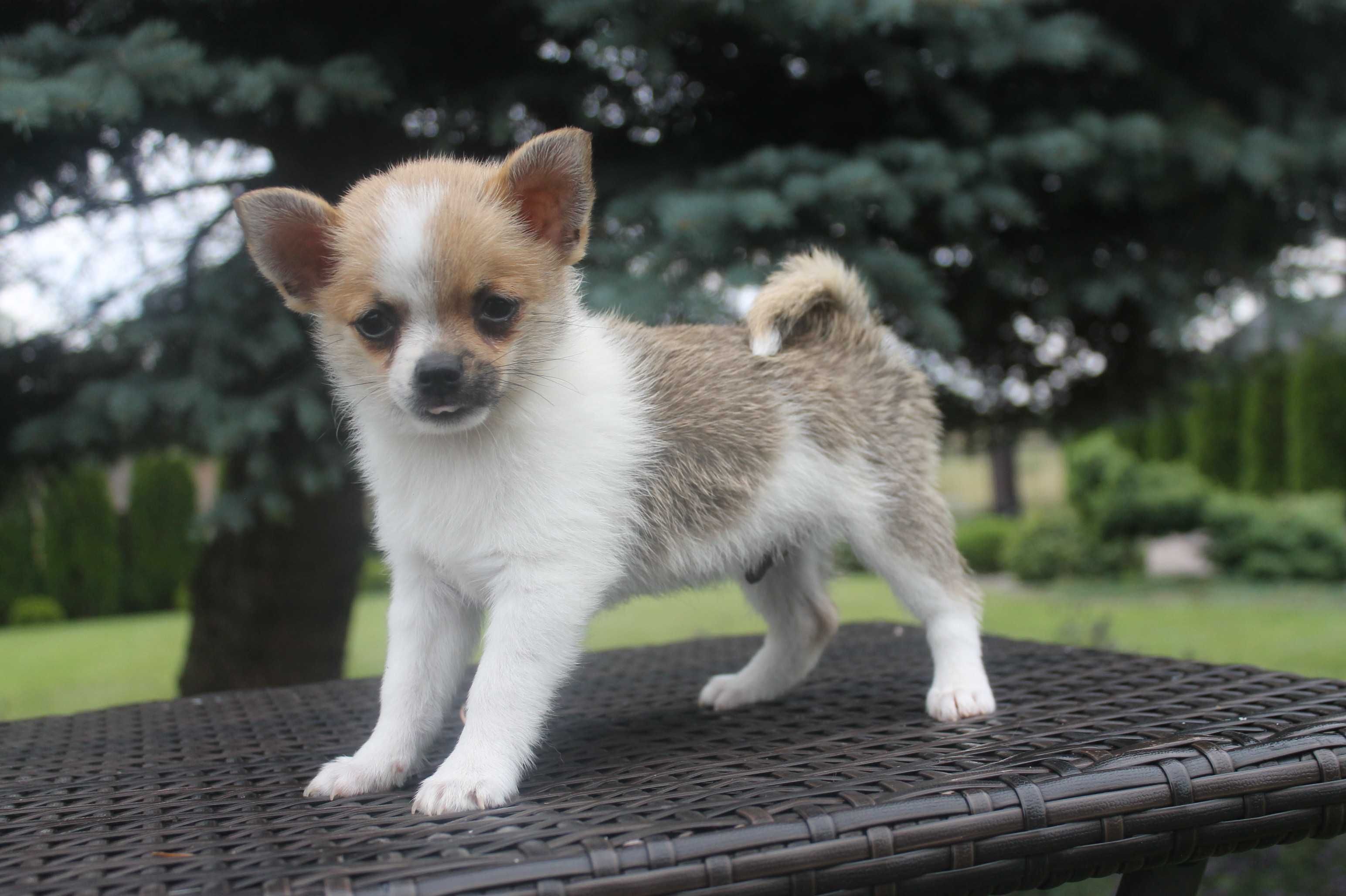 Chihuahua śliczny piesek - już do odbioru