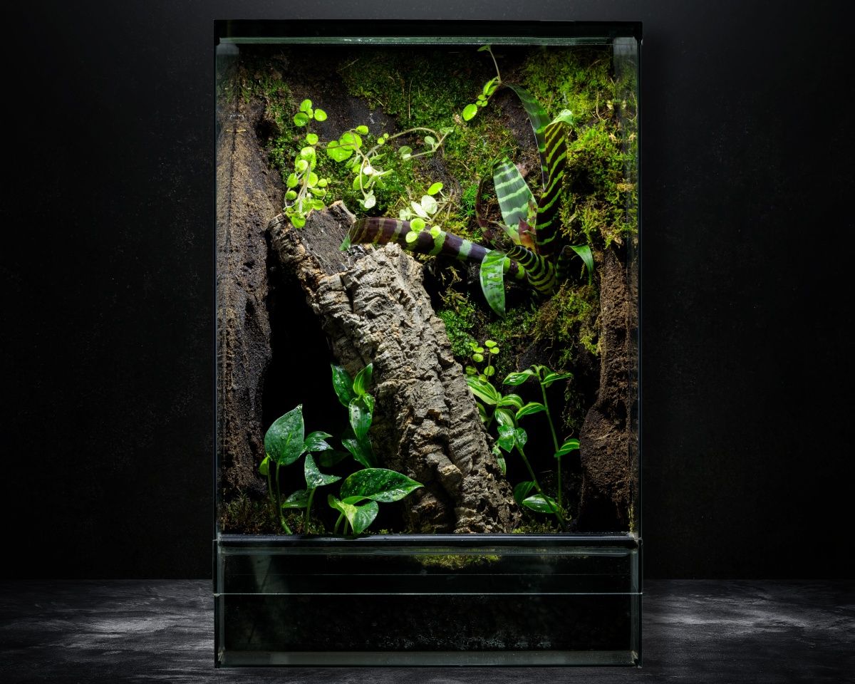 Terrarium tropikalne 40x40x60