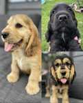 Chlopak cocker spaniel angielski badania genetyczne