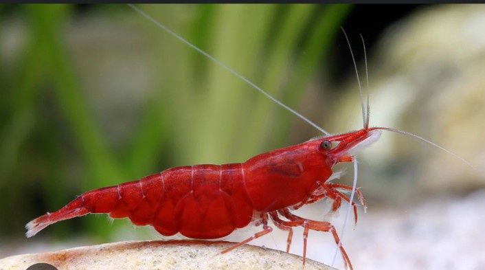 Filhos de camarão neocaridina(foto dos pais)