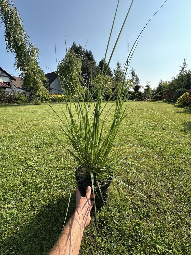 Trawa pampasowa dwuletnia - trawy ozdobne rozplenica turzyca miakant