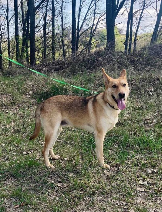 Прекрасній юний пес шукає дім!