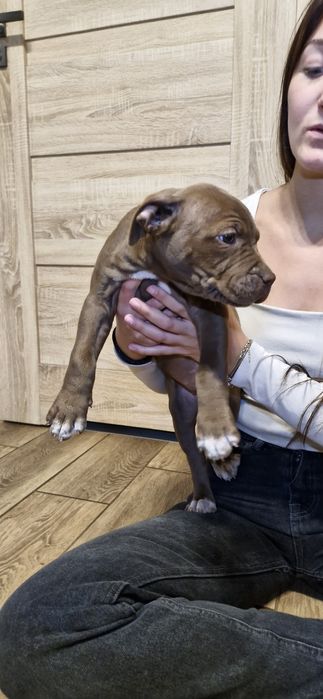 Pilnie szuka nowego domu American Pit Bull Terrier Brązowy