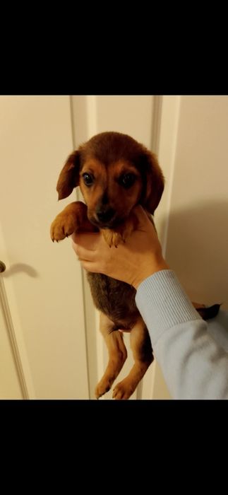 Szczniaczki po beaglu