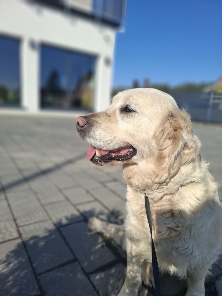 Golden retriever