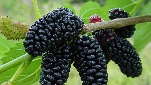 Саджанці шовковиці. Крупноплідна чорна та біла