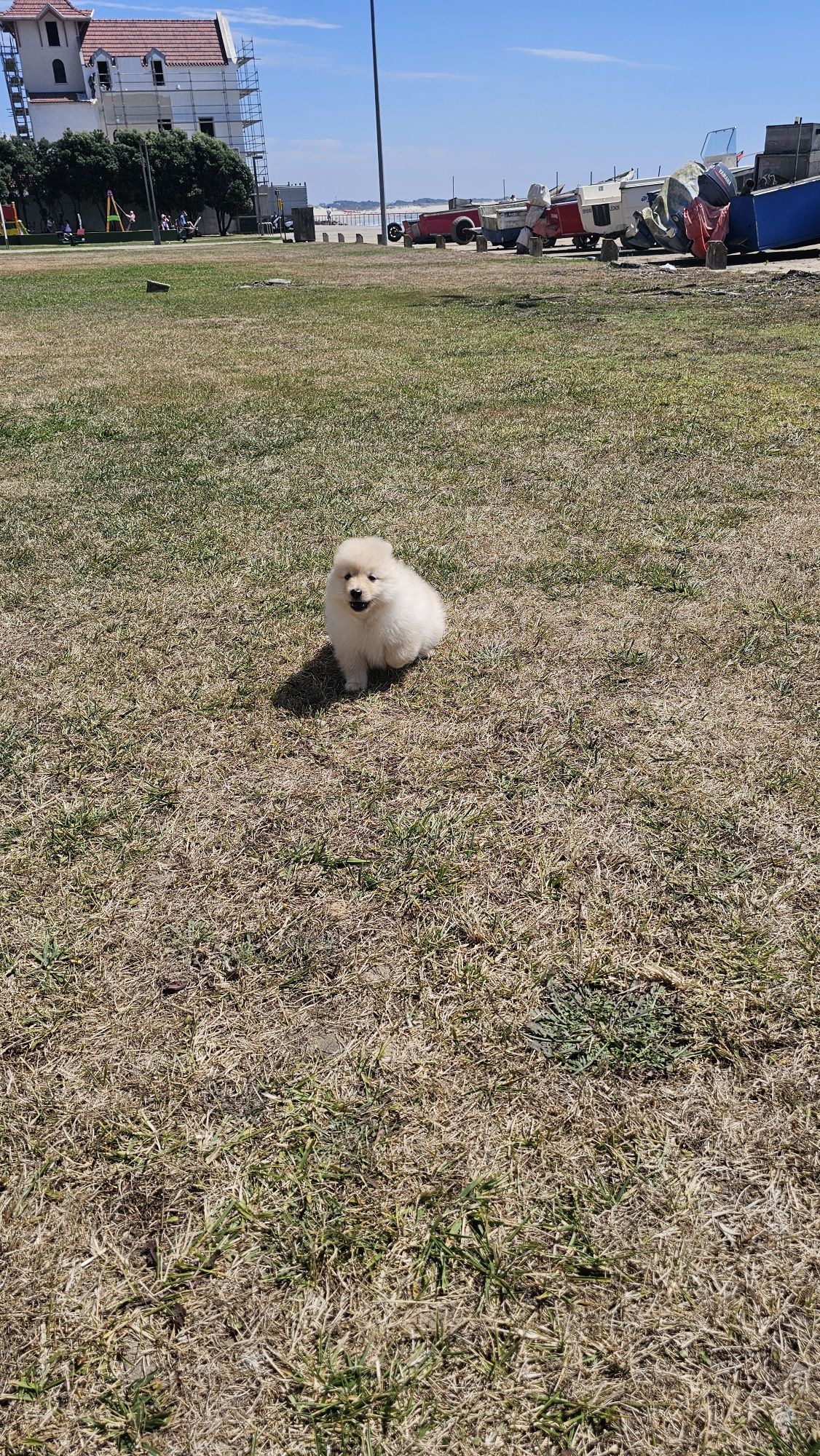 spitz alemão anão