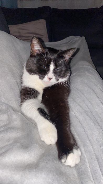 Zaginęła kotka w Chojnicach