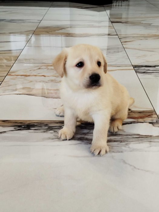 Labrador suczka tel.-5.7.5.3.0.2.0.3.9.