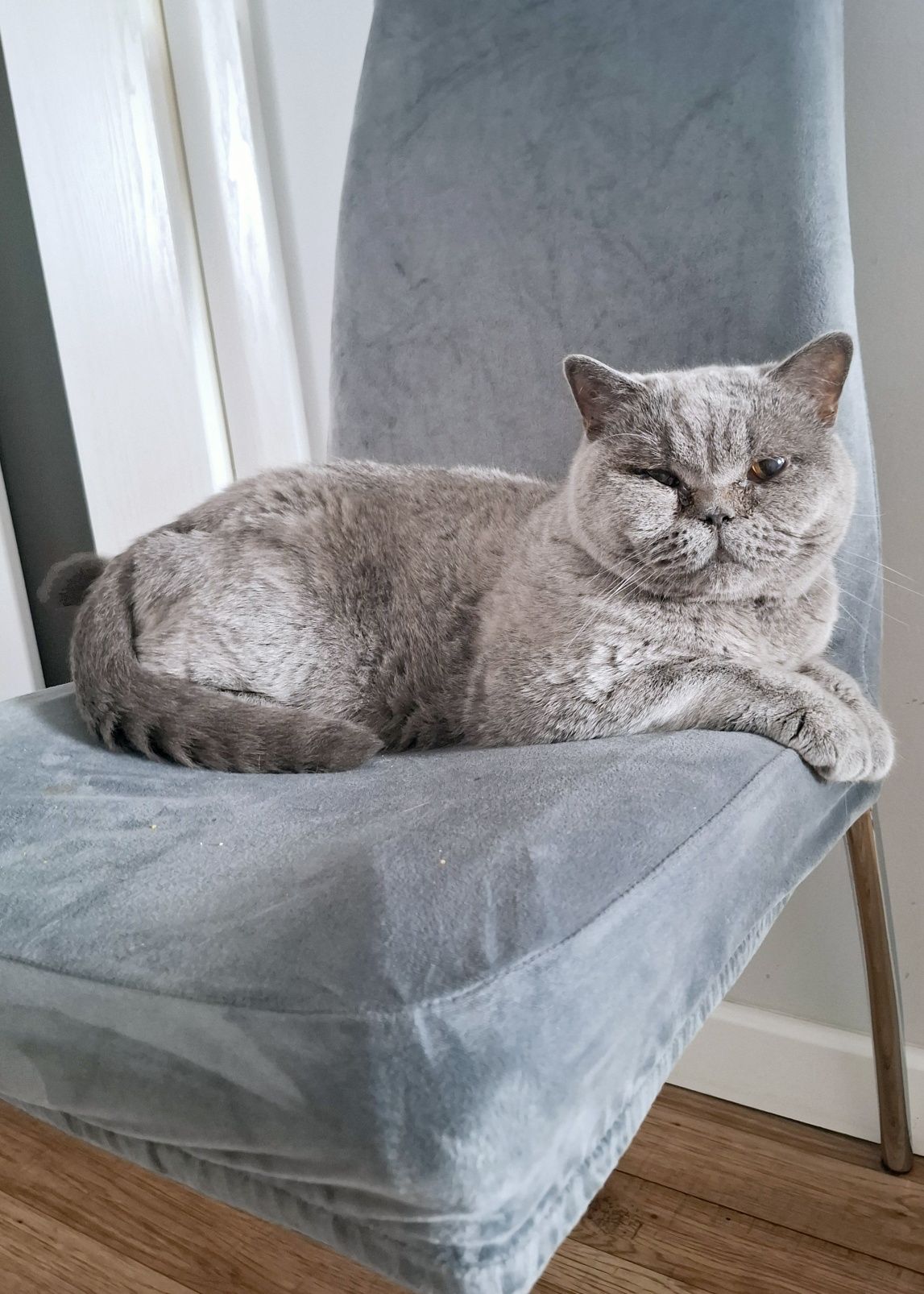 Kotka brytyjska do adopcji