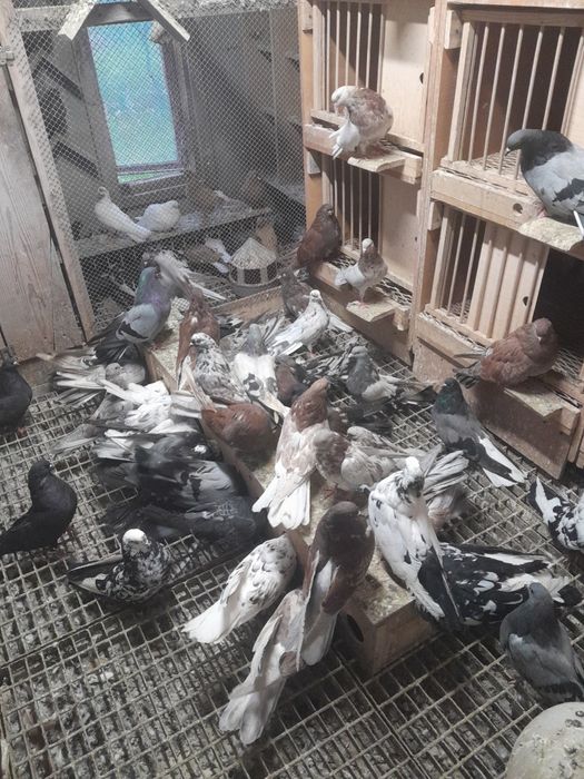 Gołębie mikołajewskie