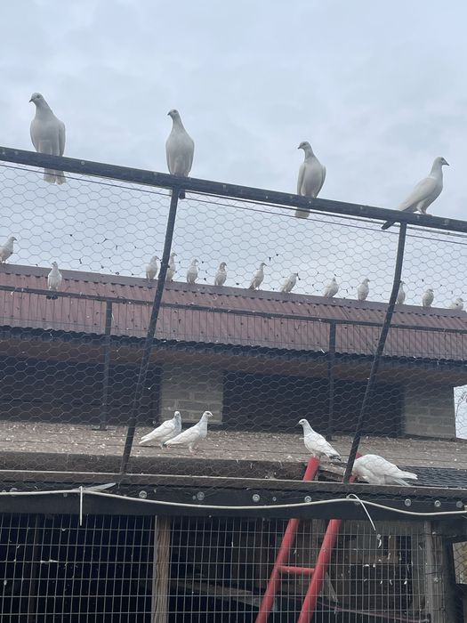 Gołębie jasne cały lot