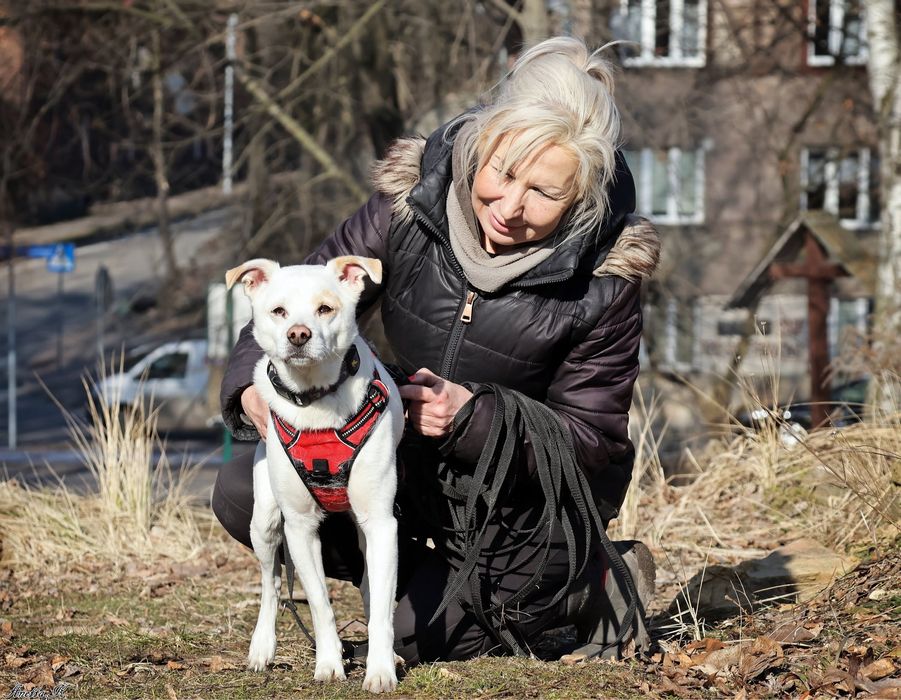 Becik – wierny towarzysz spacerów, gotowy do adopcji