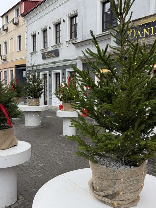 Екоялинка,ялинка в горщику,жива ялинка,новорічна ялинка