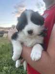 Border Collie suczka