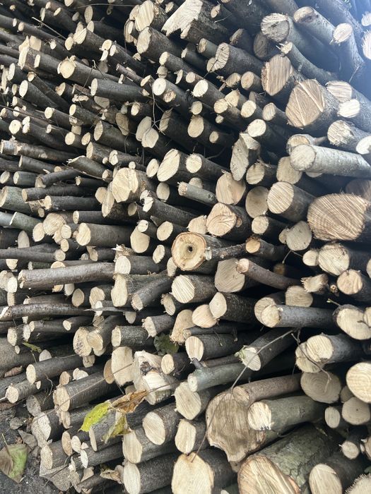 Metrowki Orzech laskowy sliwka drzewo opał kominek wędzarnia