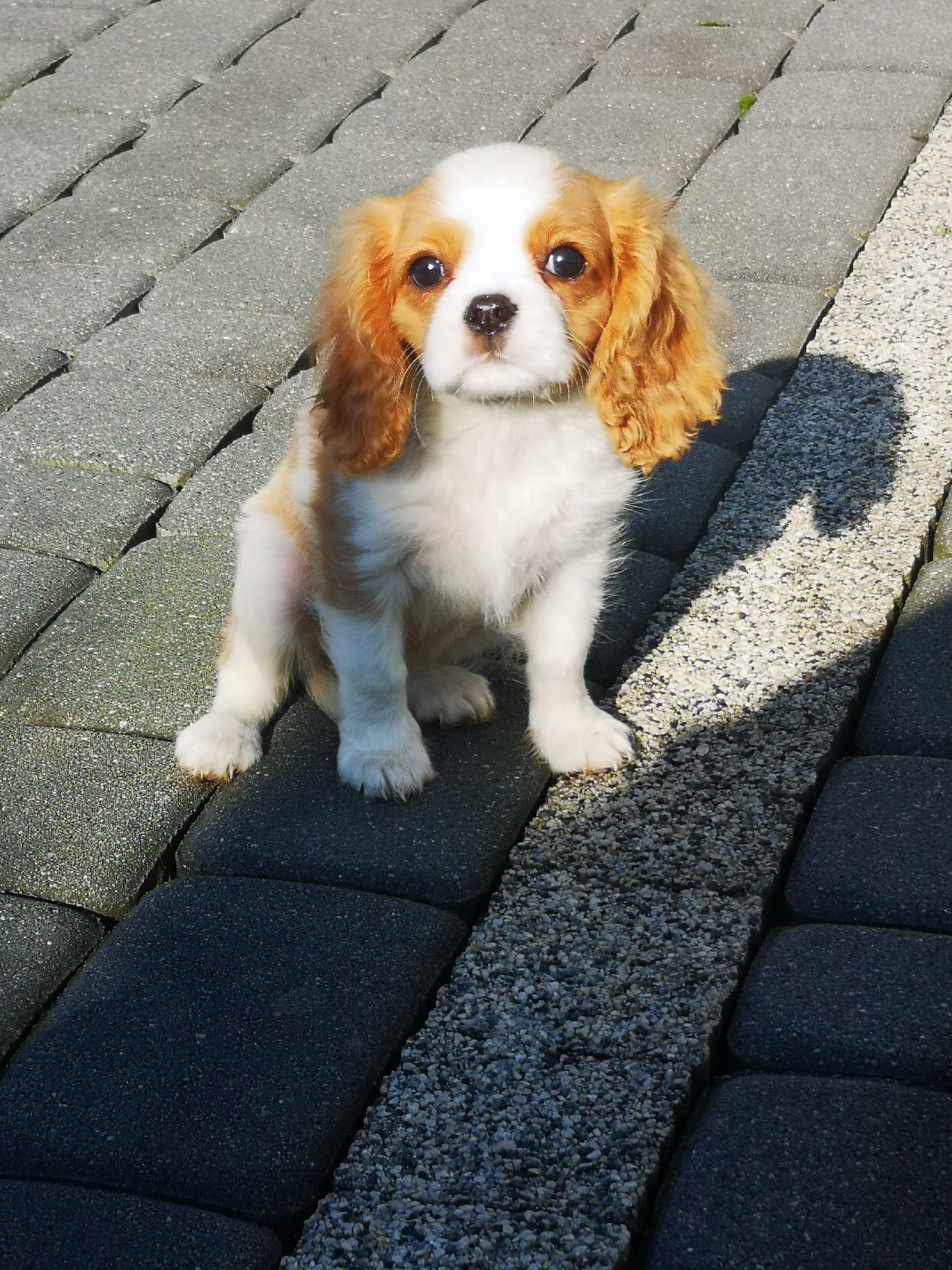 Cavalier King Charles spaniel - suczka gotowa do odbioru