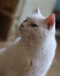 Белый 1,5 года, котик, кот, красивый кот