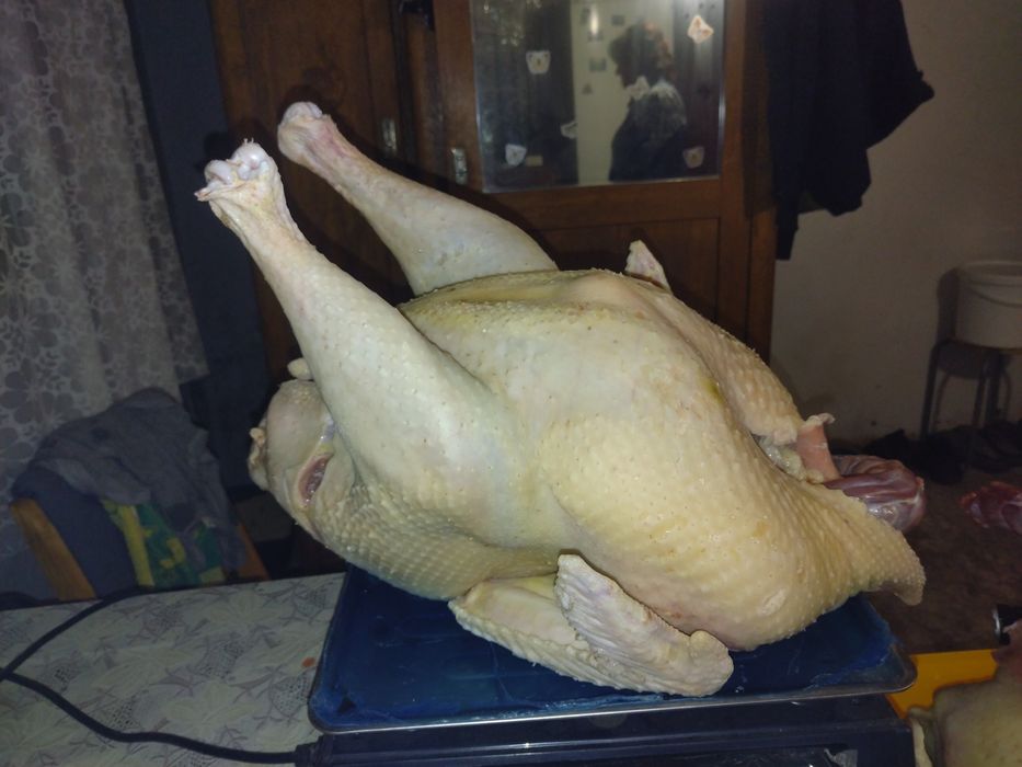 Індюк. продам...