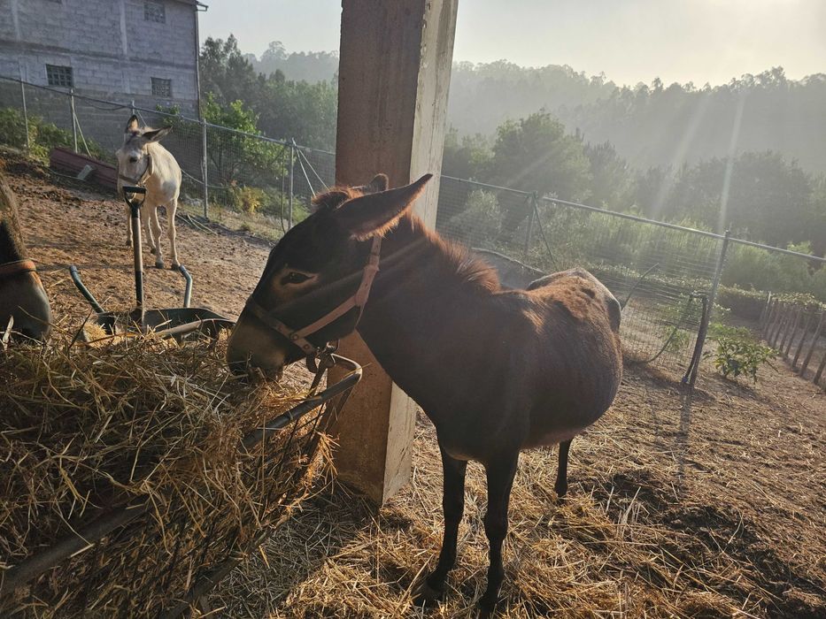 vendo duas burras mansas