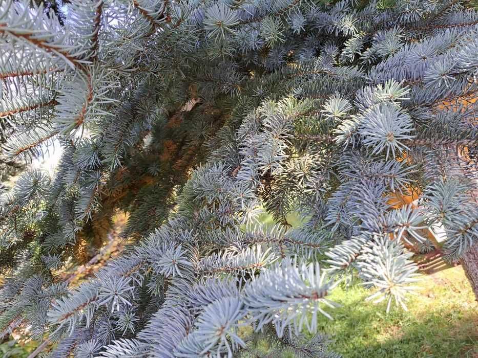 Świeże gałązki świerku srebrnego na dekoracje świąteczne