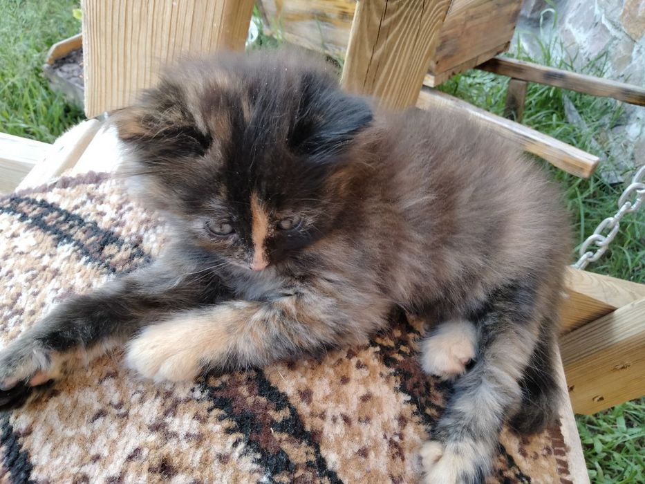 Кошеня ( дівчинка)