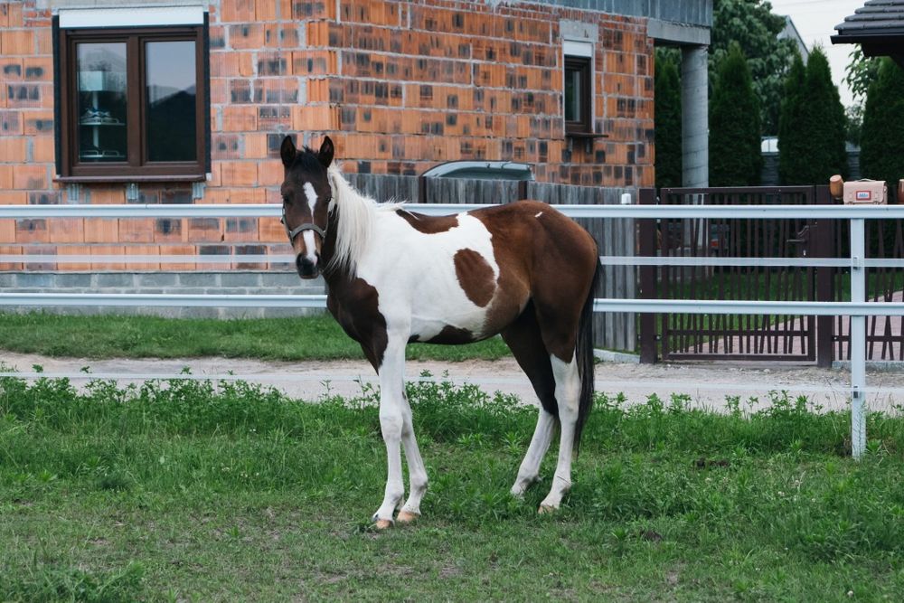 Ogierek srokaty wielkopolski