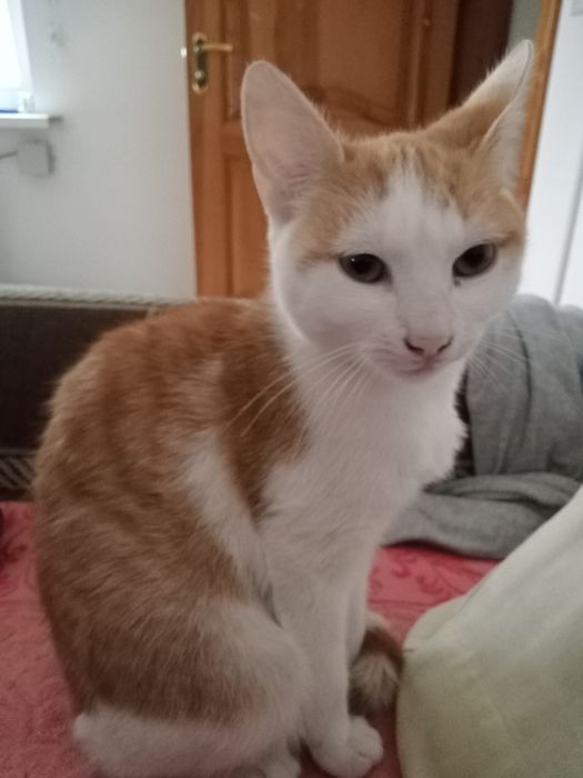 Котики в добрі руки