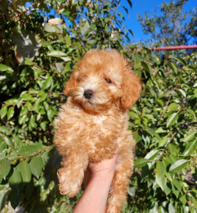 Девочка мальтипу , 4 месяца , привита !