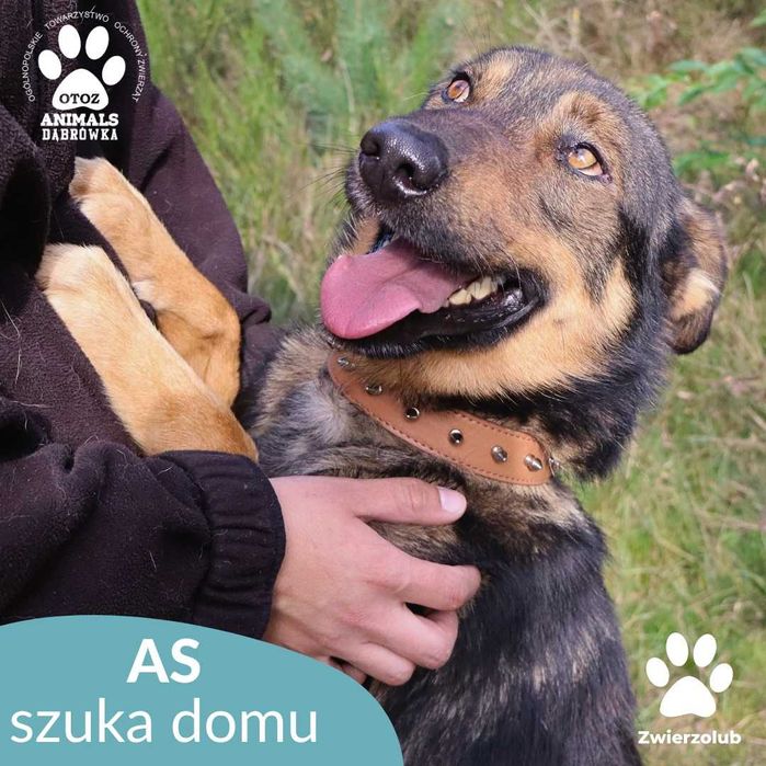 Kochany As szuka nowego domu!