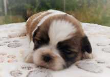 Shih Tzu suczka do rezerwacji