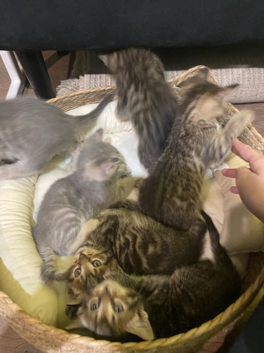 кошенятка відаю у добри руки