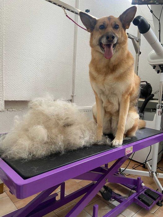 Kompleksowy grooming – czysty i zadbany pupil