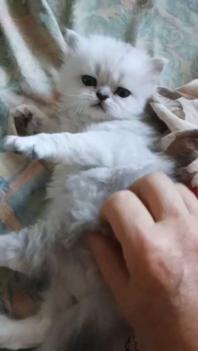 Котёнка серебристой шиншиллы белого с тёмным носом